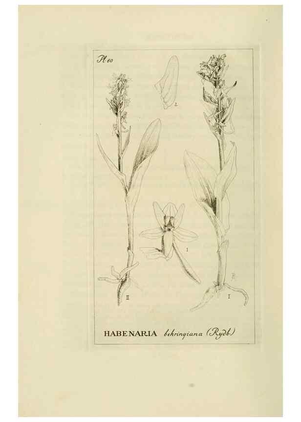 Reproducción/Reproduction 48870362808: Orchidaceae:. Boston,Houghton, Mifflin,1905-22.. 