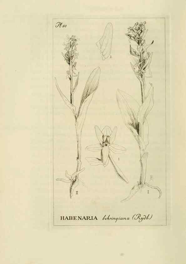 Reproducción/Reproduction 48870362808: Orchidaceae:. Boston,Houghton, Mifflin,1905-22.. 