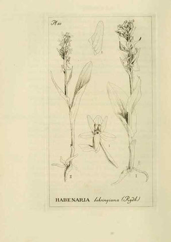Reproducción/Reproduction 48870362808: Orchidaceae:. Boston,Houghton, Mifflin,1905-22.. 