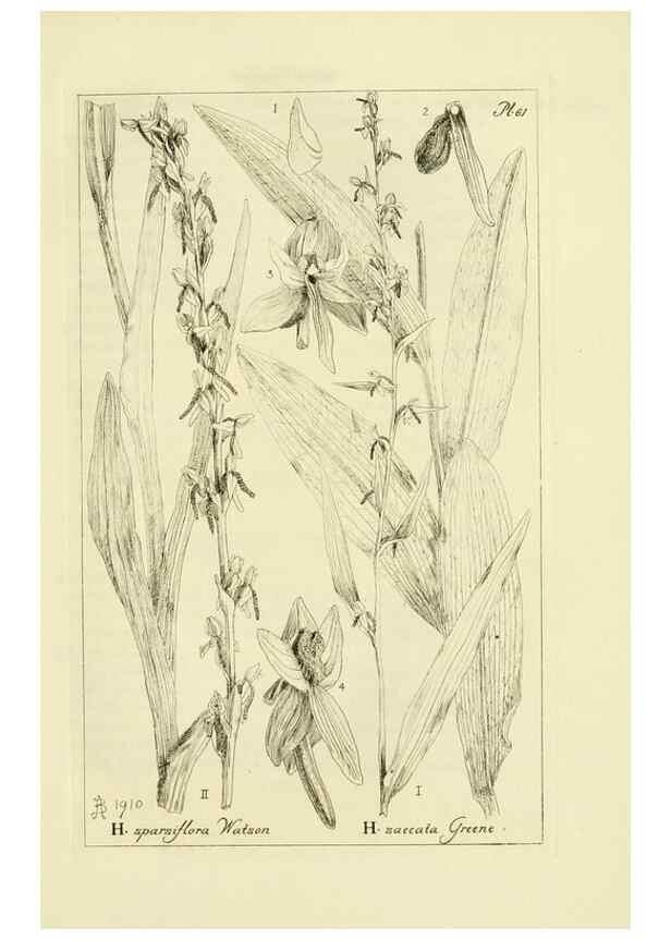 Reproducción/Reproduction 48870888601: Orchidaceae:. Boston,Houghton, Mifflin,1905-22.. 