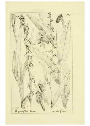 Reproducción/Reproduction 48870888601: Orchidaceae:. Boston,Houghton, Mifflin,1905-22.. 