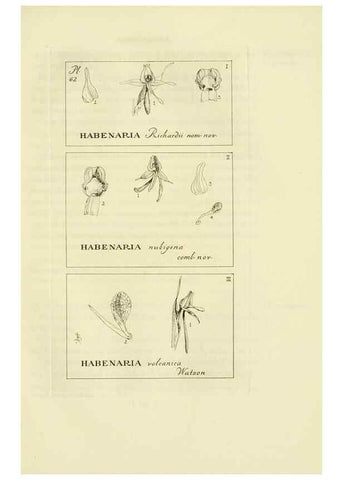Reproducción/Reproduction 48870888766: Orchidaceae:. Boston,Houghton, Mifflin,1905-22.. 