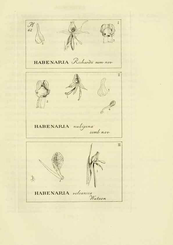 Reproducción/Reproduction 48870888766: Orchidaceae:. Boston,Houghton, Mifflin,1905-22.. 