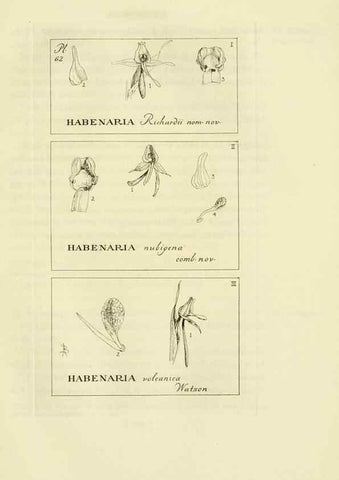 Reproducción/Reproduction 48870888766: Orchidaceae:. Boston,Houghton, Mifflin,1905-22.. 