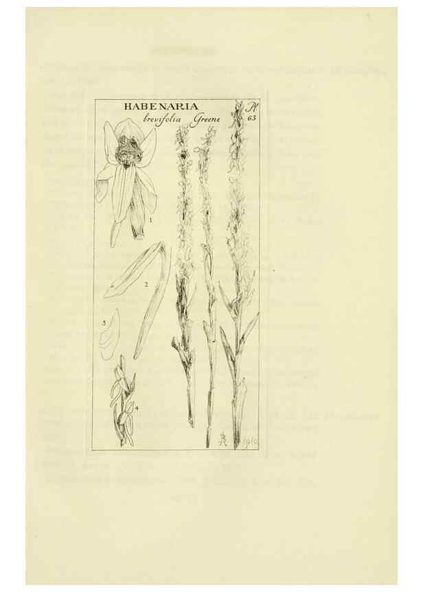 Reproducción/Reproduction 48870363528: Orchidaceae:. Boston,Houghton, Mifflin,1905-22.. 
