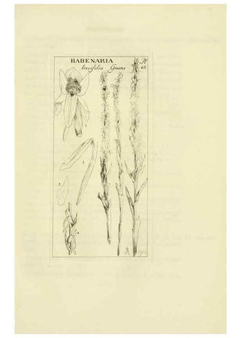 Reproducción/Reproduction 48870363528: Orchidaceae:. Boston,Houghton, Mifflin,1905-22.. 