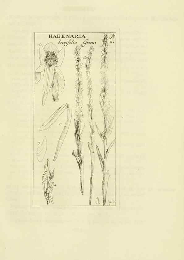 Reproducción/Reproduction 48870363528: Orchidaceae:. Boston,Houghton, Mifflin,1905-22.. 