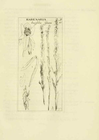 Reproducción/Reproduction 48870363528: Orchidaceae:. Boston,Houghton, Mifflin,1905-22.. 