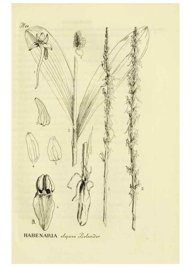 Reproducción/Reproduction 48871083582: Orchidaceae:. Boston,Houghton, Mifflin,1905-22.. 