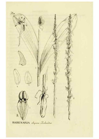 Reproducción/Reproduction 48871083582: Orchidaceae:. Boston,Houghton, Mifflin,1905-22.. 