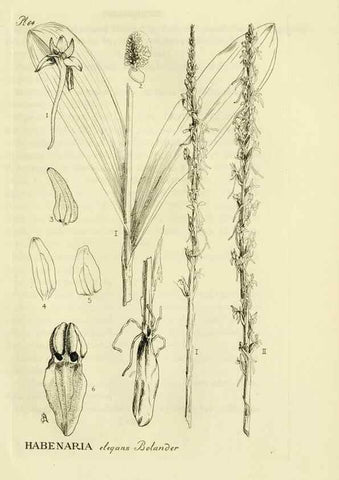 Reproducción/Reproduction 48871083582: Orchidaceae:. Boston,Houghton, Mifflin,1905-22.. 