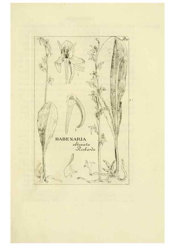 Reproducción/Reproduction 48871083882: Orchidaceae:. Boston,Houghton, Mifflin,1905-22.. 