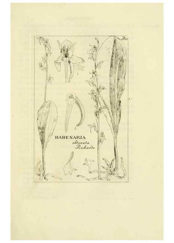 Reproducción/Reproduction 48871083882: Orchidaceae:. Boston,Houghton, Mifflin,1905-22.. 