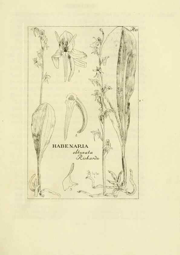 Reproducción/Reproduction 48871083882: Orchidaceae:. Boston,Houghton, Mifflin,1905-22.. 