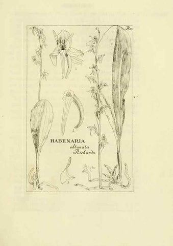 Reproducción/Reproduction 48871083882: Orchidaceae:. Boston,Houghton, Mifflin,1905-22.. 