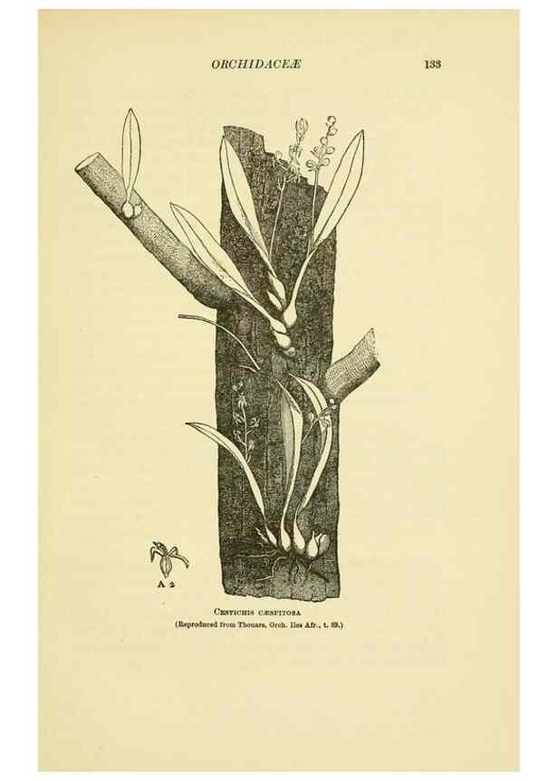 Reproducción/Reproduction 48870993367: Orchidaceae:. Boston,Houghton, Mifflin,1905-22.. 