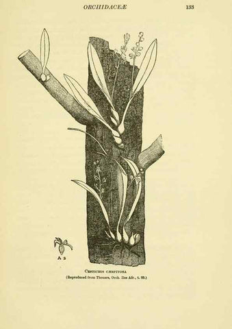 Reproducción/Reproduction 48870993367: Orchidaceae:. Boston,Houghton, Mifflin,1905-22.. 