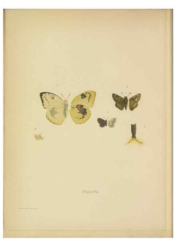 Reproducción/Reproduction 49024104607: Butterflies of Hongkong,. Hongkong,Kelly & Walsh,1907.. 