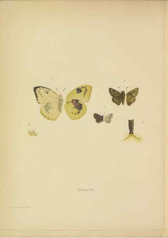 Reproducción/Reproduction 49024104607: Butterflies of Hongkong,. Hongkong,Kelly & Walsh,1907.. 