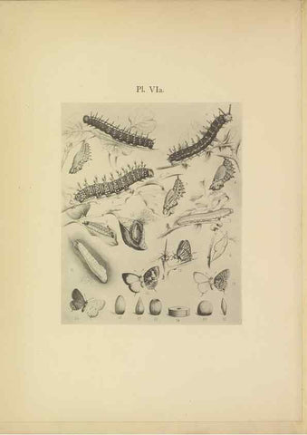 Reproducción/Reproduction 49023895891: Butterflies of Hongkong,. Hongkong,Kelly & Walsh,1907.. 