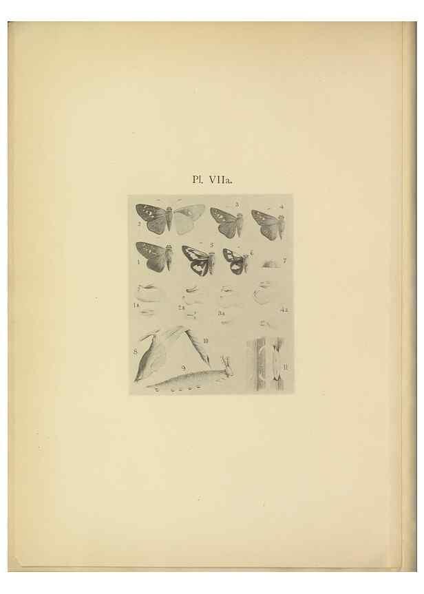 Reproducción/Reproduction 49023896211: Butterflies of Hongkong,. Hongkong,Kelly & Walsh,1907.. 