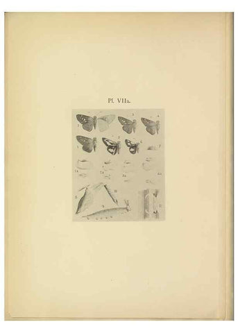 Reproducción/Reproduction 49023896211: Butterflies of Hongkong,. Hongkong,Kelly & Walsh,1907.. 