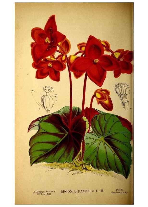 Reproducción/Reproduction 49158453842: Belgique horticole.. Liége.. 
