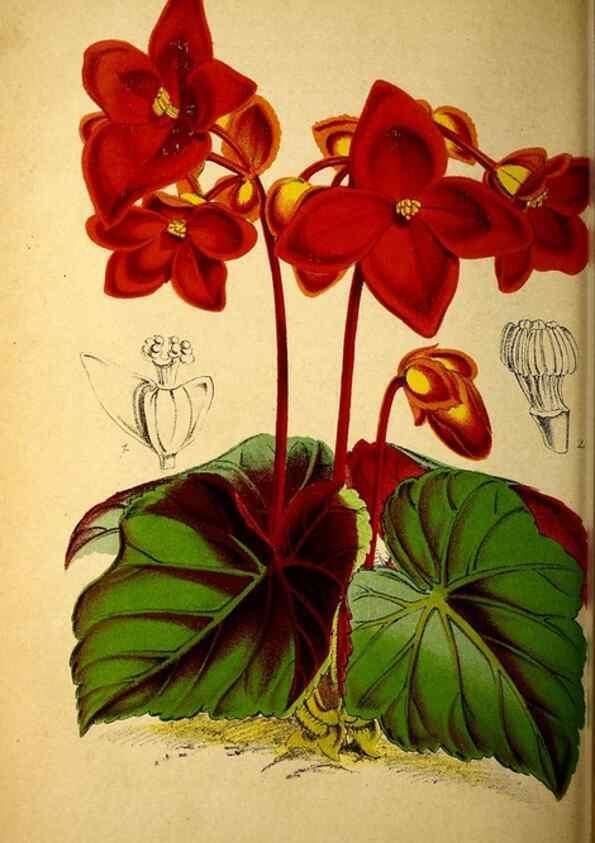 Reproducción/Reproduction 49158453842: Belgique horticole.. Liége.. 