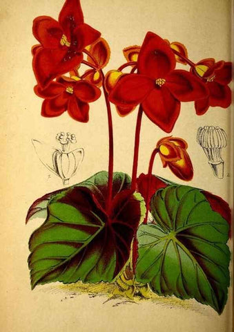 Reproducción/Reproduction 49158453842: Belgique horticole.. Liége.. 