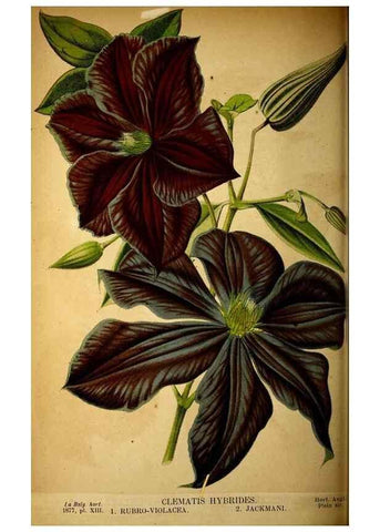Reproducción/Reproduction 49158233296: Belgique horticole.. Liége.. 