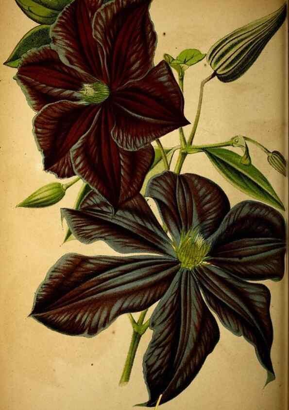 Reproducción/Reproduction 49158233296: Belgique horticole.. Liége.. 