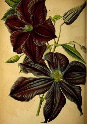 Reproducción/Reproduction 49158233296: Belgique horticole.. Liége.. 