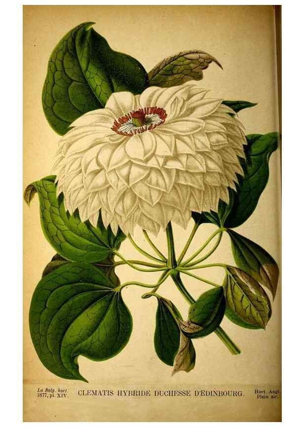 Reproducción/Reproduction 49158454467: Belgique horticole.. Liége.. 