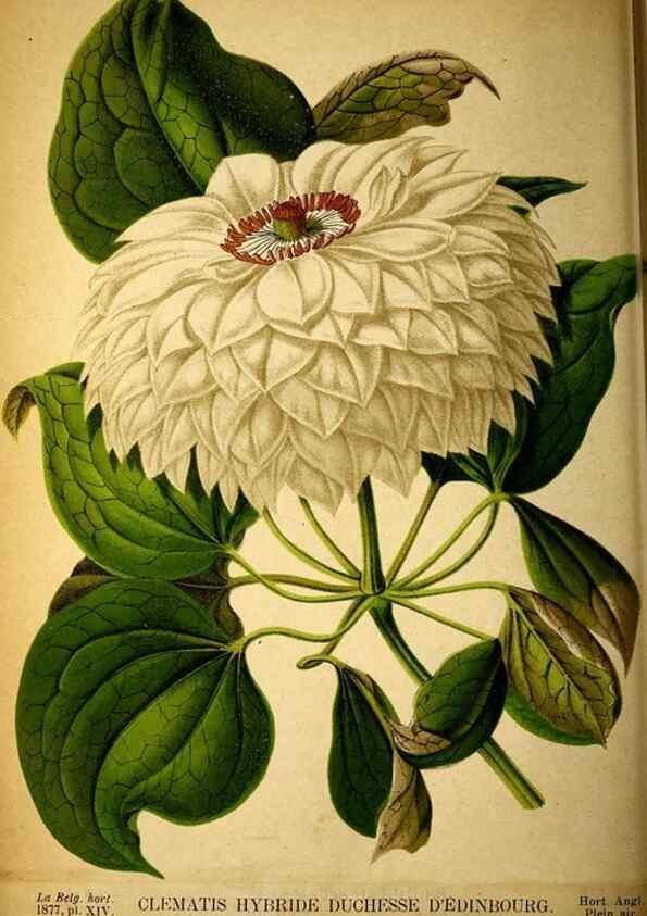 Reproducción/Reproduction 49158454467: Belgique horticole.. Liége.. 
