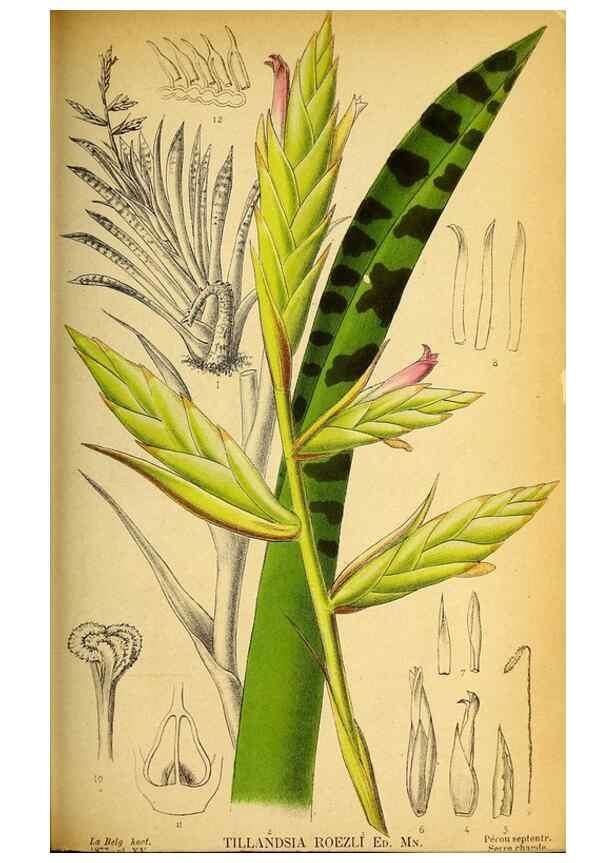 Reproducción/Reproduction 49157746528: Belgique horticole.. Liége.. 