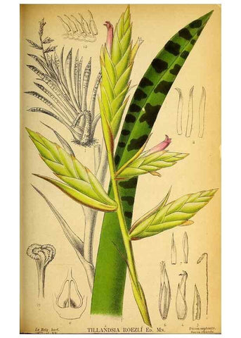 Reproducción/Reproduction 49157746528: Belgique horticole.. Liége.. 
