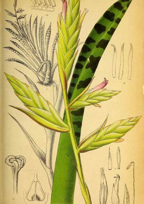 Reproducción/Reproduction 49157746528: Belgique horticole.. Liége.. 