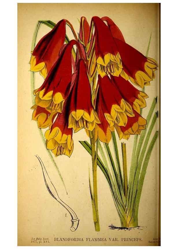 Reproducción/Reproduction 49157746898: Belgique horticole.. Liége.. 