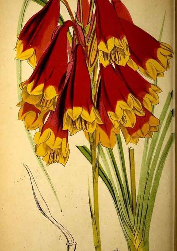 Reproducción/Reproduction 49157746898: Belgique horticole.. Liége.. 