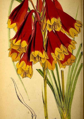 Reproducción/Reproduction 49157746898: Belgique horticole.. Liége.. 