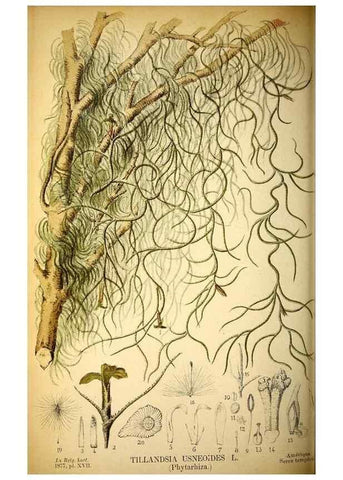 Reproducción/Reproduction 49157747403: Belgique horticole.. Liége.. 