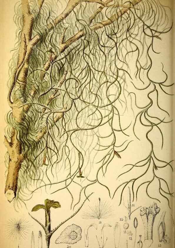 Reproducción/Reproduction 49157747403: Belgique horticole.. Liége.. 