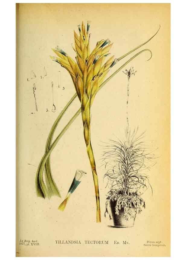 Reproducción/Reproduction 49157747873: Belgique horticole.. Liége.. 