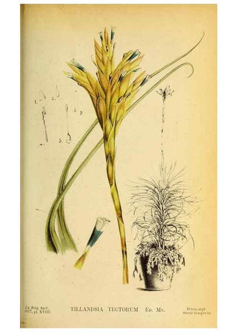 Reproducción/Reproduction 49157747873: Belgique horticole.. Liége.. 