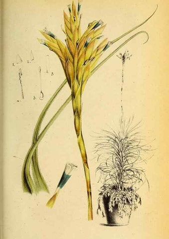Reproducción/Reproduction 49157747873: Belgique horticole.. Liége.. 