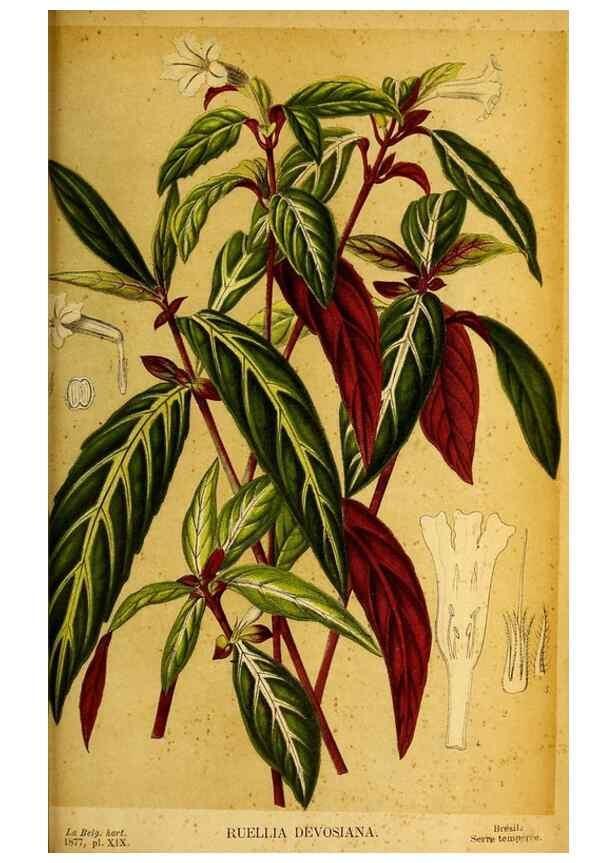 Reproducción/Reproduction 49158235686: Belgique horticole.. Liége.. 