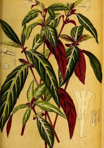 Reproducción/Reproduction 49158235686: Belgique horticole.. Liége.. 