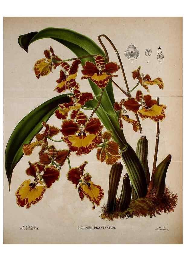 Reproducción/Reproduction 49158456812: Belgique horticole.. Liége.. 