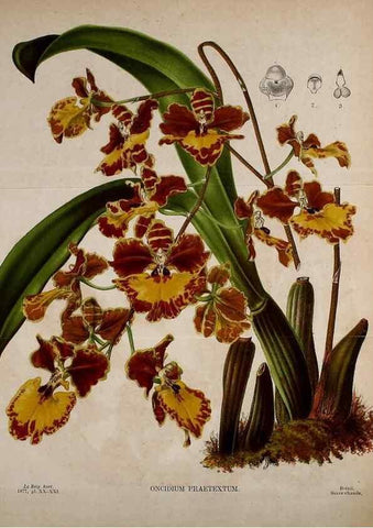 Reproducción/Reproduction 49158456812: Belgique horticole.. Liége.. 