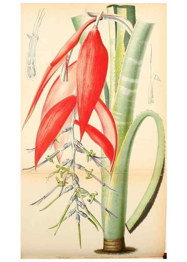 Reproducción/Reproduction 49158598137: Belgique horticole.. Liége.. 